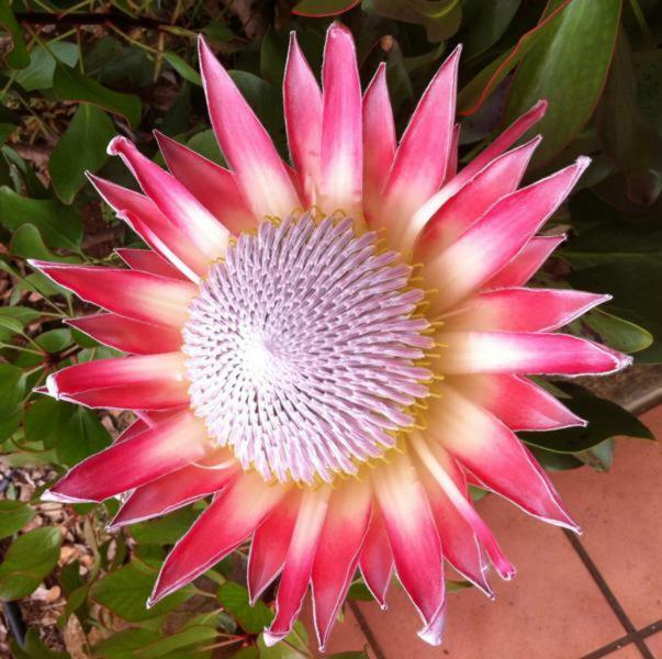 Protea Cottage George Buitenkant foto